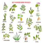 Herbs for boosting metabolism naturally