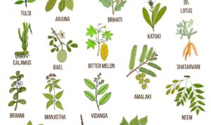 Herbs for boosting metabolism naturally