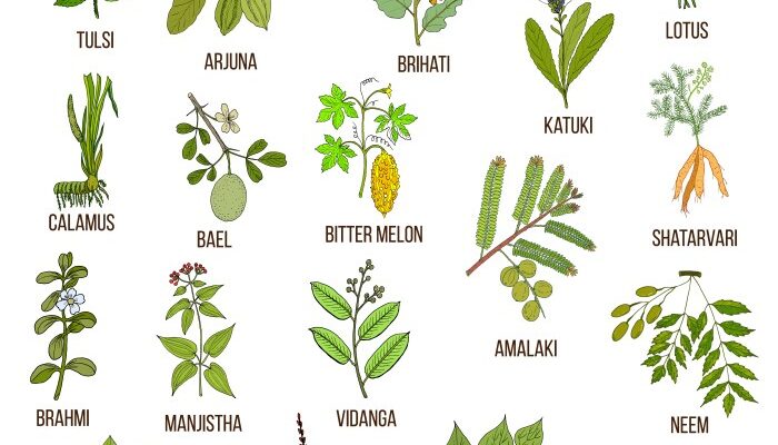 Herbs for boosting metabolism naturally